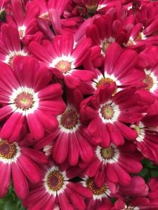 冬のいろどり|「もとしみず花店」　（岡山県美作市の花屋）のブログ
